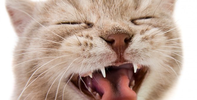 猫の乳歯の生え変わりにおける症状とその際の注意点