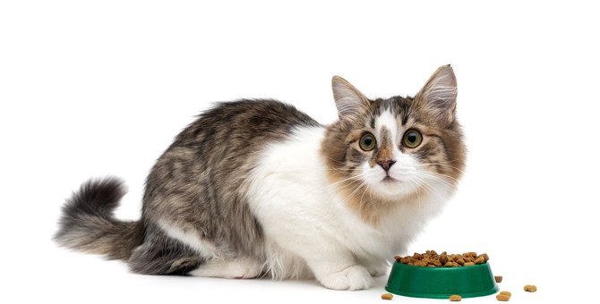 『食べ方が下手な猫』の原因4つ　原因別の対策法も合わせて解説