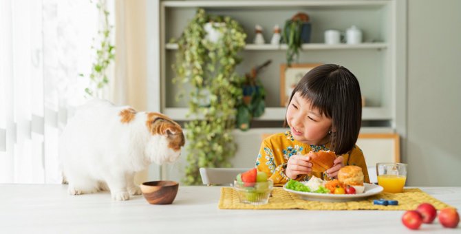 猫にとって『消化しにくい食べ物』4選