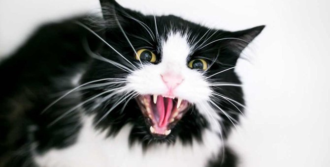 猫の『嫌いな人』だけにする鳴き声や行動4つ　そのときの気持ちや理由を解説