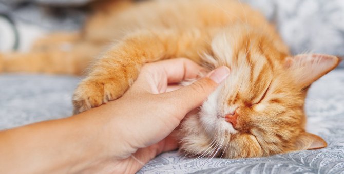 猫を『撫でるだけ』で寝かしつけ！3つの撫で方と大事なポイントを解説