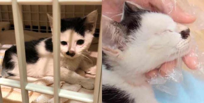ひどい骨折状態で行き倒れた子猫…救出するも厳しい手術の結果は？