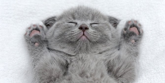 猫が『バンザイポーズ』で寝るのはなぜ？4つの意味