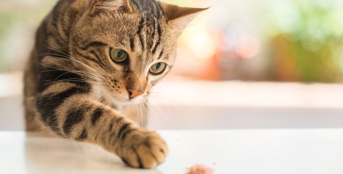 猫の『フード品質』の劣化に注意！健康被害に繋がる2つのリスク