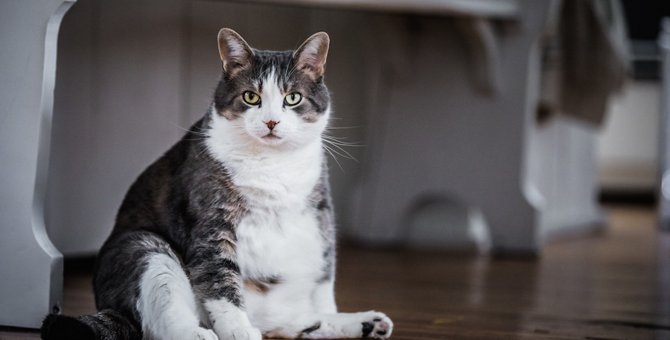 猫が太る4つの原因と考えられる病気や対策