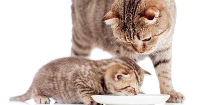 子猫の育て方の基本、準備する物やご飯のあげ方、しつけの方法