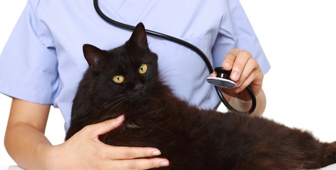猫の『鼻血』は危険サイン！原因となる病気や受診が必要な症状・応急処置の方法4つ