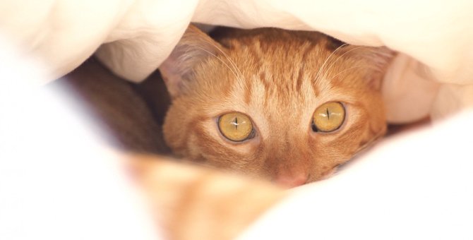 猫に最適な『冬の寝床』5つ