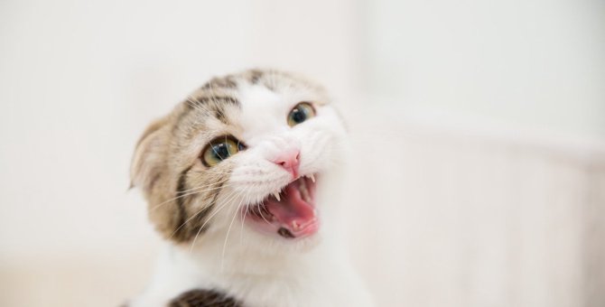 猫が『悲しい声』で鳴くのはなぜ？3つのワケと対策