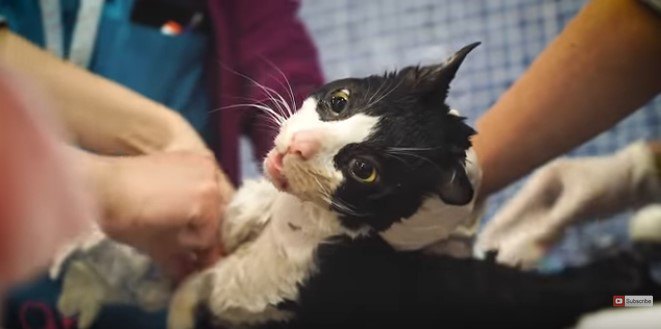 遺体に見える損傷激しい猫…奇跡の復活を遂げた姿に感動！