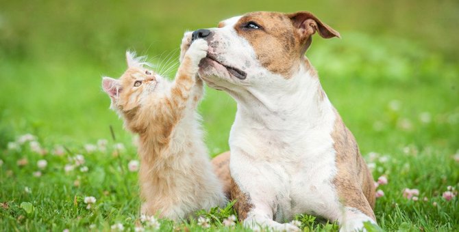 猫と犬を一緒に飼うときに注意すること　同居のストレスや相性に気をつけて