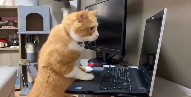 真剣な表情でパソコンに向かう「在宅ワーク猫」が出来る男と話題に！
