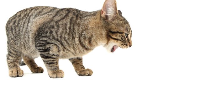 猫の『危険な嘔吐』を見分ける５つのポイントと予防法