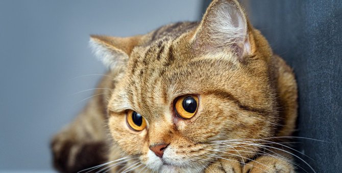 猫が『んー』と鳴く5つのシーン　どんなことを訴えているの？