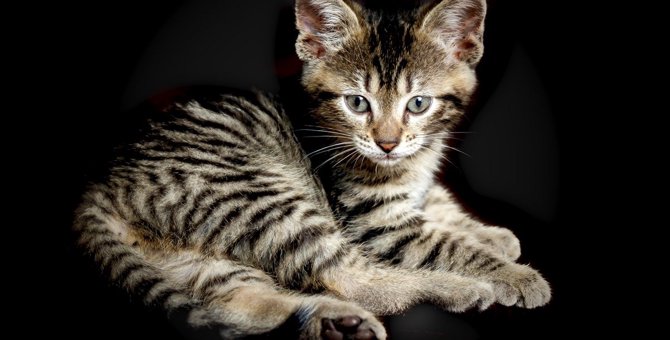 猫の『トイガー』って知ってる？3つの特徴と飼い方まで解説！