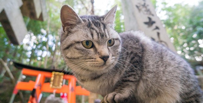 日本猫(和猫)の種類と特徴8選！海外でも人気があるって知ってた？