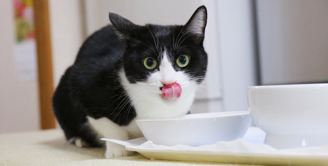 猫の食の好みを知る５つのサイン