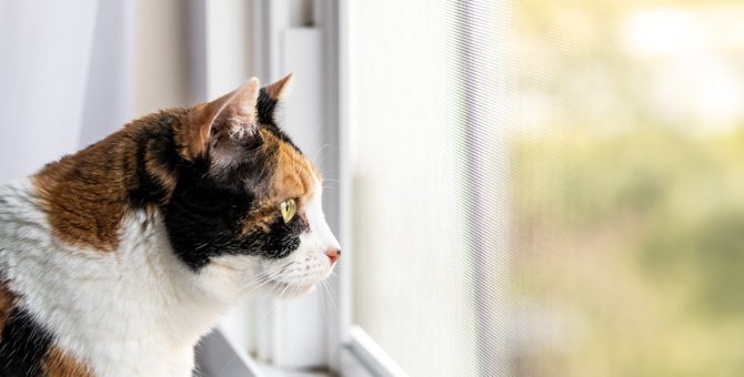 猫が『窓の外をずっと見つめる』4つの理由