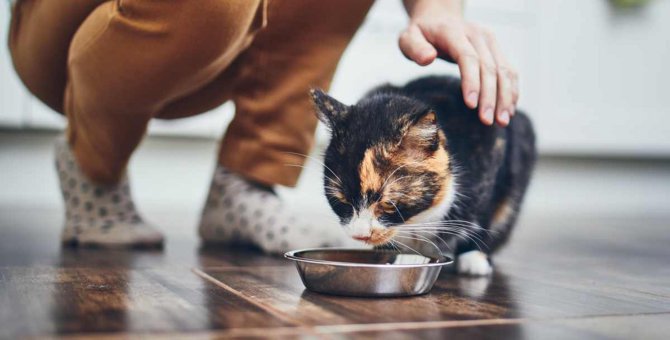 猫が短命になる『ご飯の与え方』3つ　理由と注意するべきポイントとは