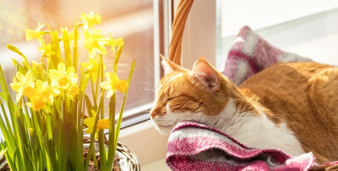 春は猫の『熱中症』に注意！その原因や症状・予防策3つ	