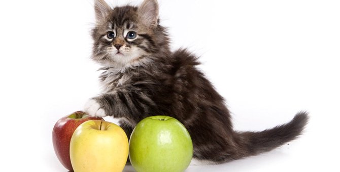 12月12日『世界りんご猫デー』とは？知っておきたい由来や意味