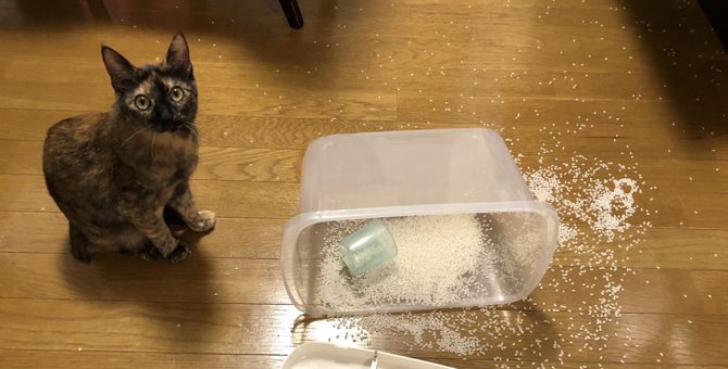 【大災ニャン】散らばる米ときょとん顔の猫さん『あぁ…』が止まらない