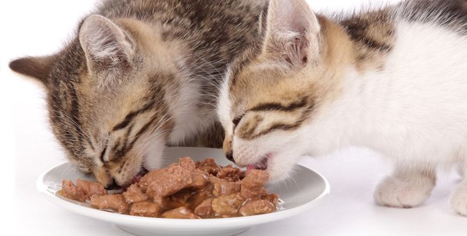 猫の『早食い』は要注意！その先に潜む危険な病気3選