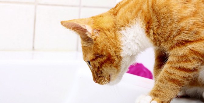 猫が『お風呂の残り湯』を飲んじゃった！注意すべき4つのこと