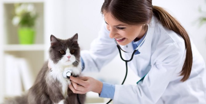 愛猫を病院に連れて行くべき4つのタイミング　頻度が増えるのは何歳から？