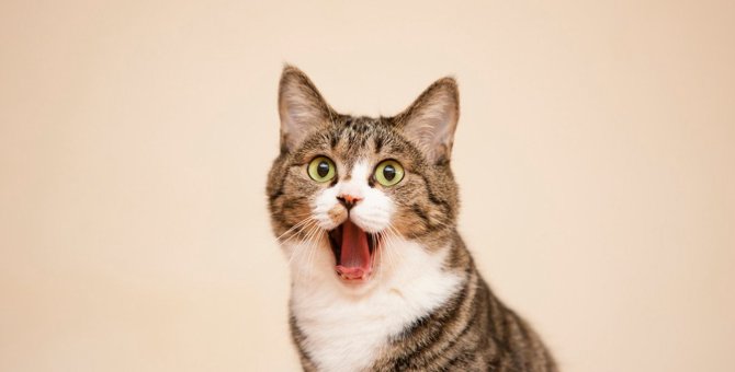 猫が『しゃっくり』する原因とは？　3つの理由とその危険性