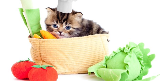 猫にオクラは食べさせても良い？効果や与え方