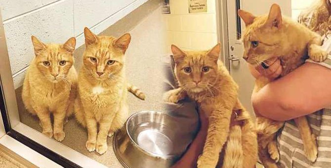 引っ越しで捨てられた猫兄弟…繋がった運命の出会いとは？