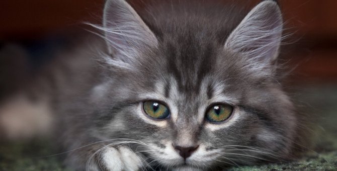 猫も『憂鬱（ゆううつ）』になることがある？5つの原因と対処法