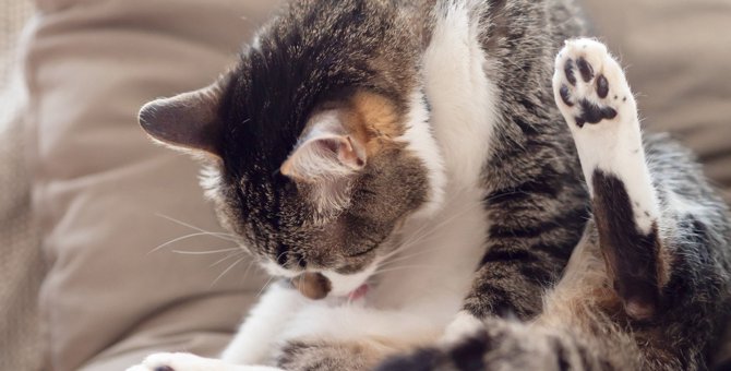 猫の『おしりが臭いとき』の理由4選！詳しい対処法を解説