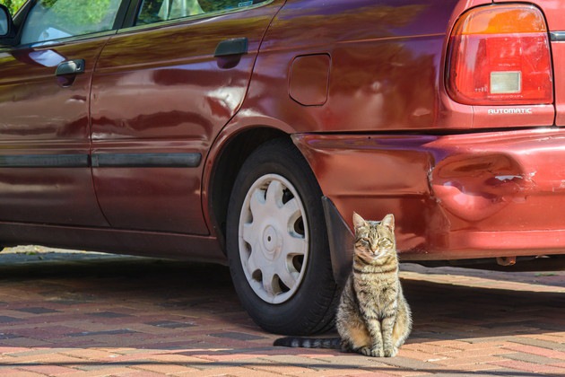 猫をタクシーに乗せるときに気を付ける6つのこと