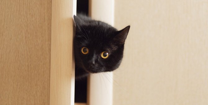 猫の『隠れやすい場所』3選！それぞれの理由と隠れ上手な子の見つけ方