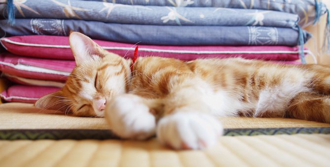 猫が畳で爪とぎ、吐く、粗相をした時の対処法と予防策
