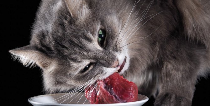 猫が好きな高級食材9つ