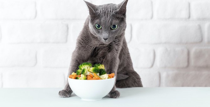 猫は『ブロッコリー』を食べても大丈夫？与え方や注意点３つ