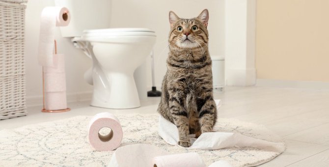 猫トイレに試したい『消臭方法』4つ！こんな一手間で困った臭いは軽減しよう！