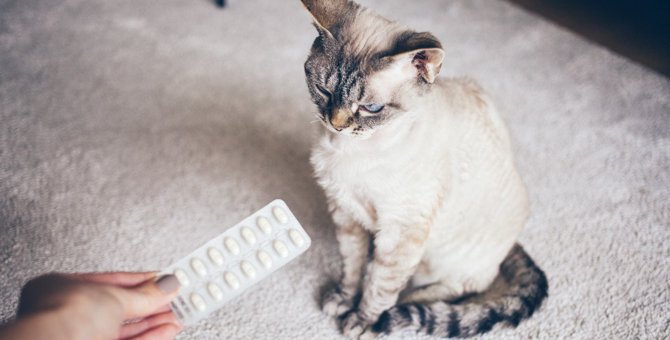 猫に与える『薬』の種類4つ　それぞれの投薬方法を解説
