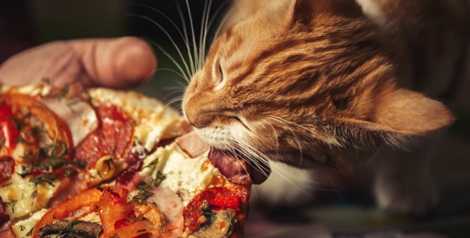 ピザキャットは猫のピザ屋さん！キャンペーンの内容や今までの活動