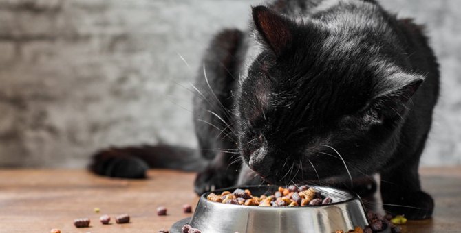 猫のご飯の食べ方がヘタな場合に考えられる理由５つ