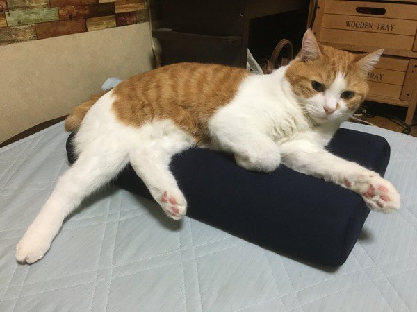猫が枕を占領！ドヤ顔で寝床を強奪するねこちゃん達がカワイイ
