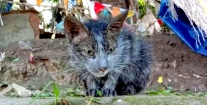 台風で泥だらけになった子猫…優しい保護主のもとで大変身！