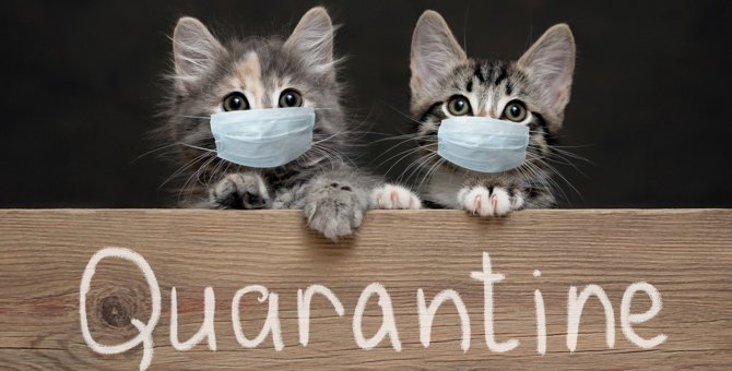 『人から猫に感染』してしまう3つの病気　知っておくべき予防策とは