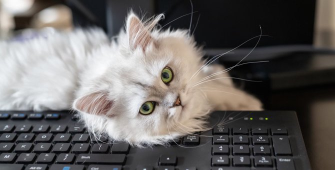 猫が『パソコンキーボード』にわざと乗る理由3つ　対策する方法はあるの？