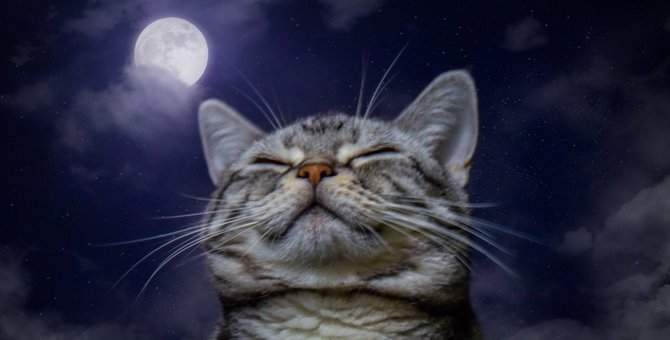 猫は『月の満ち欠け』で行動が変わる？3つの理由と気になる違い
