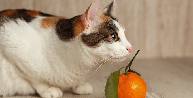 猫の『嗅覚』の凄いポイント2つ！他の生き物との違いとは？