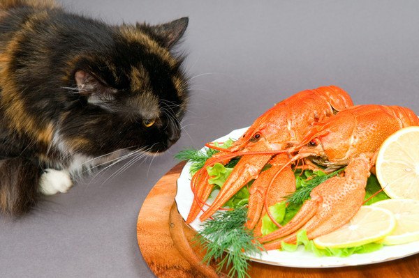 猫に甲殻類は与えない方が良い。エビ・カニの危険性とは